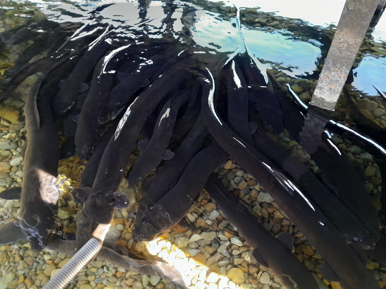 Feeding the Eels ~ Wednesday, 11 March